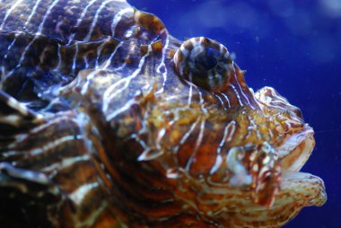 Egzotik Balık Su Altında