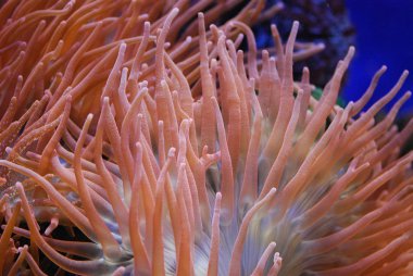 Egzotik Balık Su Altında