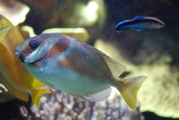 Peces exóticos bajo el agua —  Fotos de Stock