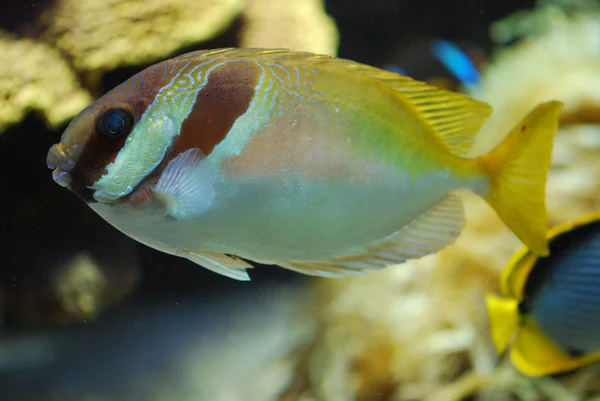 Peces exóticos bajo el agua —  Fotos de Stock