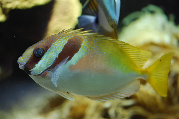 Peces exóticos bajo el agua —  Fotos de Stock