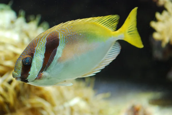 Peces exóticos bajo el agua —  Fotos de Stock