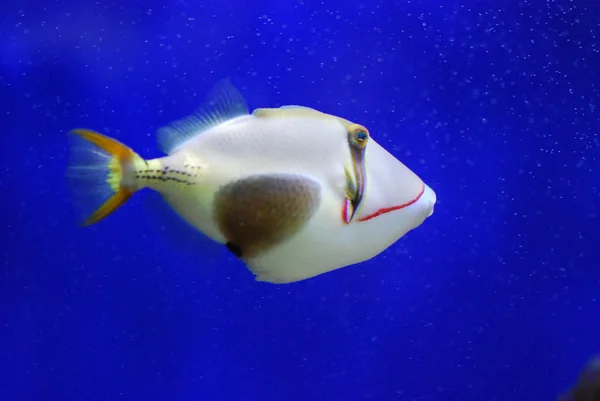 Peces exóticos bajo el agua — Foto de Stock