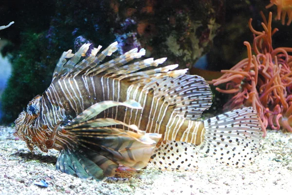 Peces exóticos bajo el agua — Foto de Stock