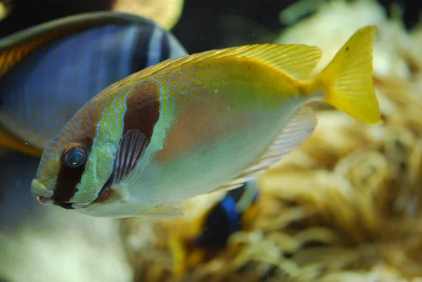 Exotisk fisk under vatten Stockfoto