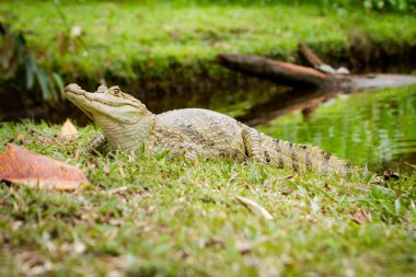 Nehrin yanında bozkır caiman (Caiman crocodilus)