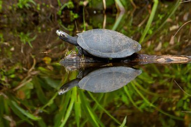 Amazon river turtle on its natural habitat clipart