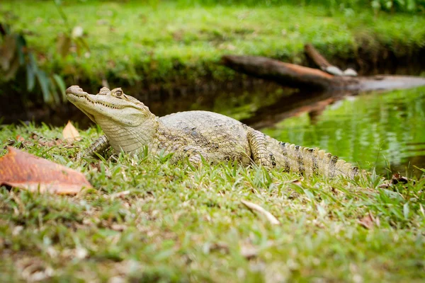 Caimão espetacular (Caiman crocodilus) junto ao rio — Fotografia de Stock