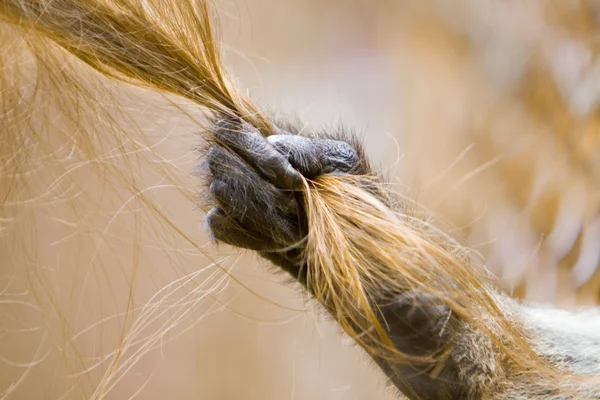 Macaco mão puxando o cabelo de uma menina loira — Fotografia de Stock