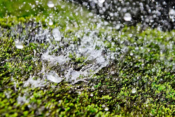 Close up, Drops of water falling on vegetation — Stock Photo, Image