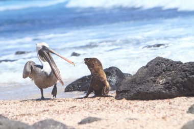 Bebek deniz aslanı ve Pelikan, galapagos Adaları
