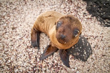 Bebek deniz aslanı size bakarken galapagos Adaları