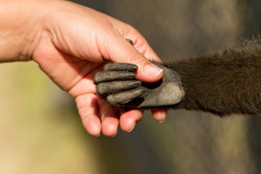 Monkey and human handshake clipart