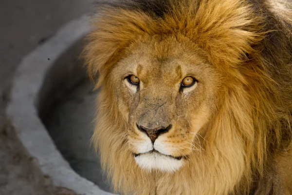 Majestätiska lejon hane med gyllene mane närbild — Stockfoto