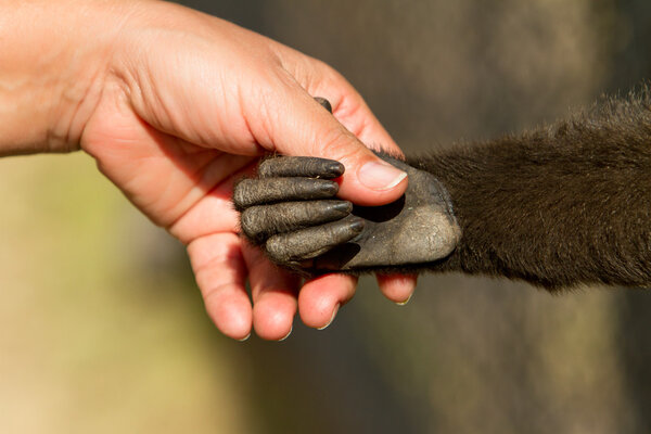 Monkey and human handshake