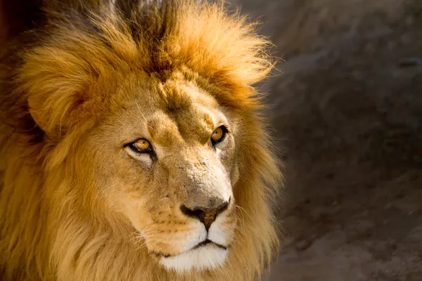 Close Up picture of a male lion staring Royalty Free Stock Photos