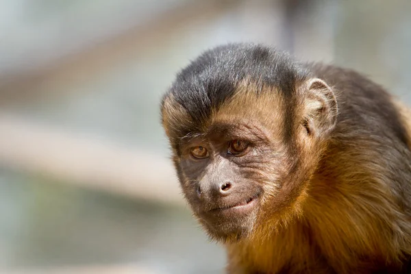 微笑与狡猾看一只猴子的特写 — 图库照片