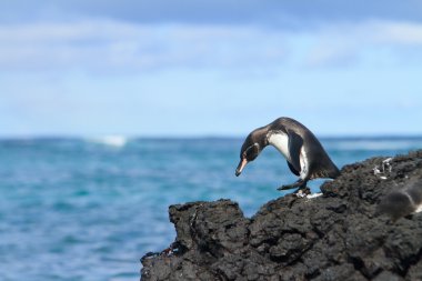 Galapagos penguin having fun walking on the rocks clipart