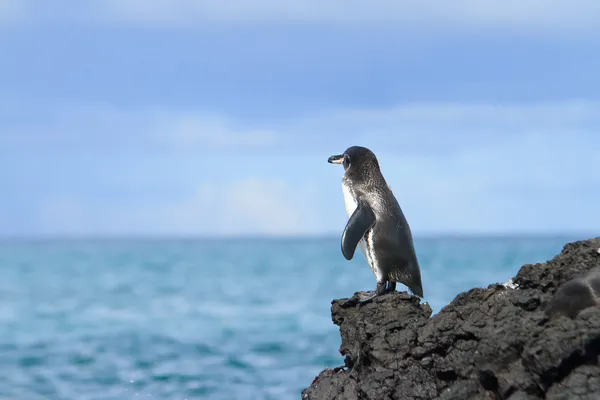 Tučňák galapážský, při pohledu na oceán — Stock fotografie