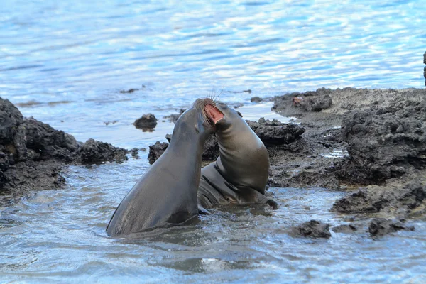 Galapagos oroszlánfóka játék vagy harc a strandon — Stock Fotó