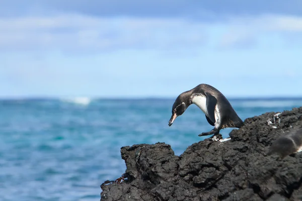 Pingüino de Galápagos divirtiéndose caminando sobre las rocas — Foto de Stock
