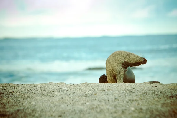 Leão do Mar de Galápagos na praia, cor processada — Fotografia de Stock