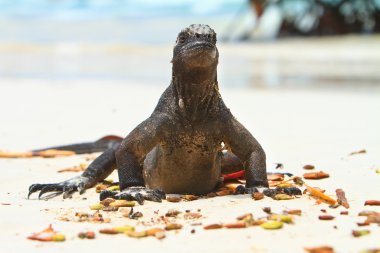 Sahilde iguana