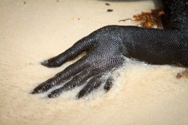 galapagos deniz iguana yürüyerek yakın çekim