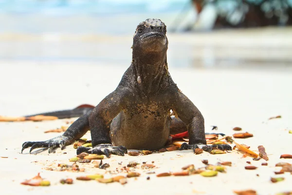 Iguana på stranden - Stock-foto