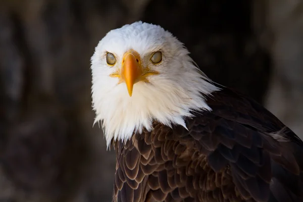 Portrait of a bald eagle with eyelids closed — Stock Photo, Image