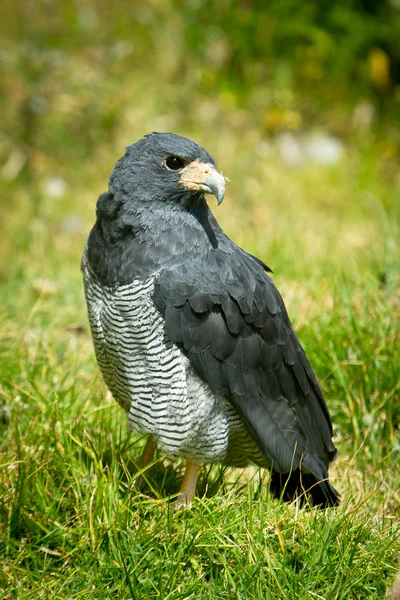 Falcon close up standing in the grass — Stock Photo, Image