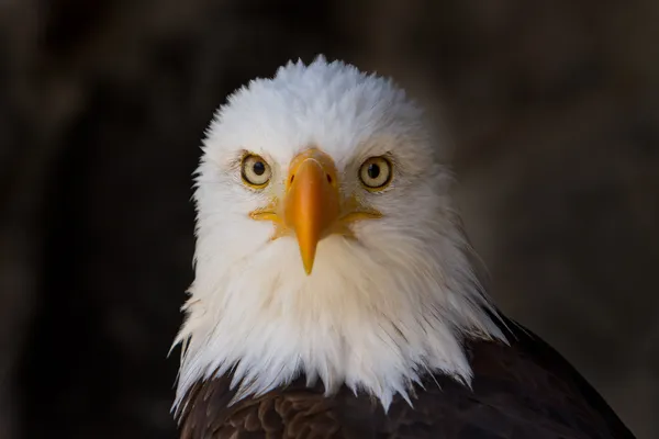 Retrato de un águila calva de cerca — Foto de Stock