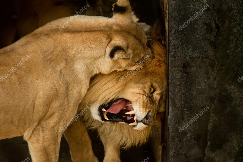 Warum Beißen Katzen 9 Typische Verhaltensweisen