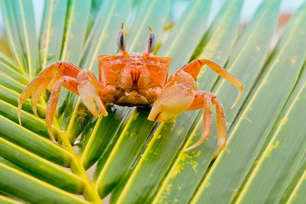 Red crab on a palm tree — Stock Photo, Image