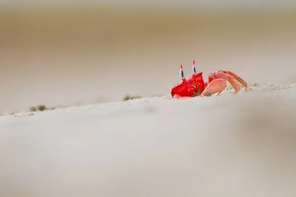 Red crab on a white sand beach hidding in hole — Stock Photo, Image