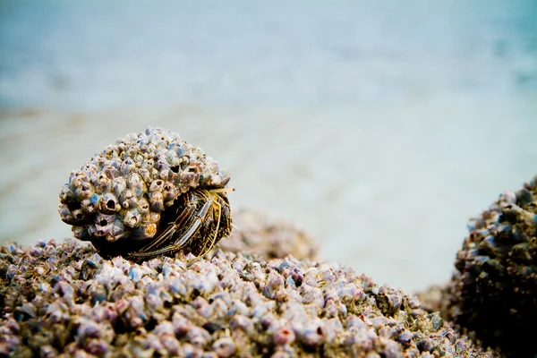 Hermit Crab on a beach covered in shells