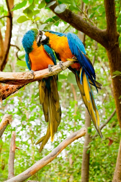 Colorful couple macaws kissing — Stock Photo, Image