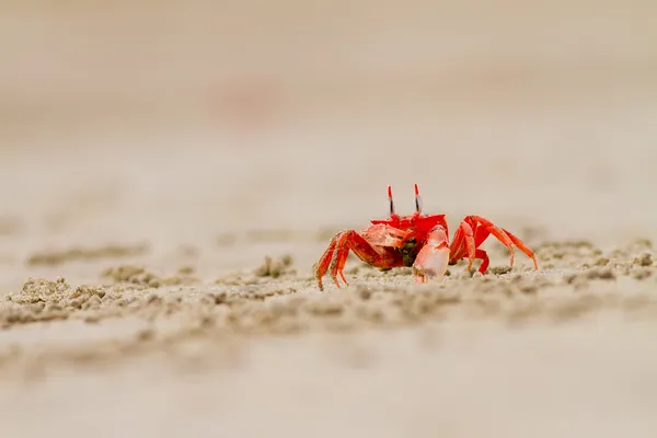 Krabbenfütterung am Strand aus nächster Nähe — Stockfoto