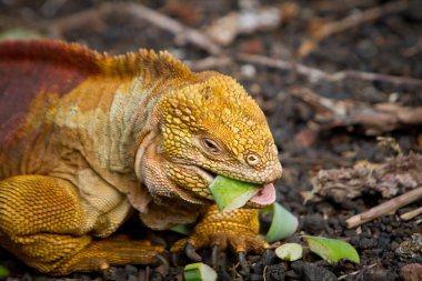 Yelloy orange iguana feeding on vegetables clipart