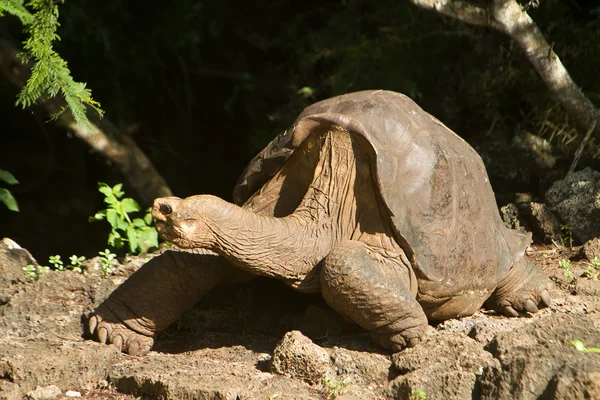 Lonesome george, genomen een paar dagen voor zijn dood — Stockfoto