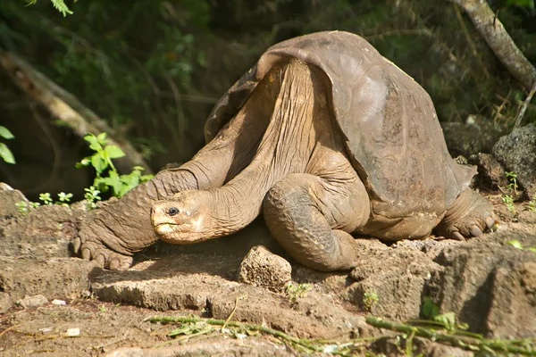 Lonesome George Galapagos, taken a few days before his death — Stock Photo, Image
