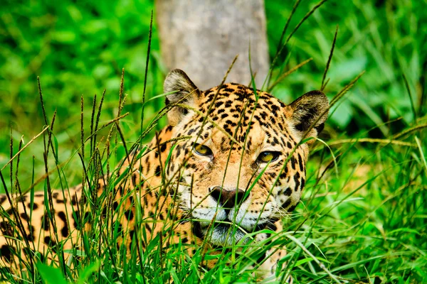 Jaguar, дивлячись на вас — стокове фото