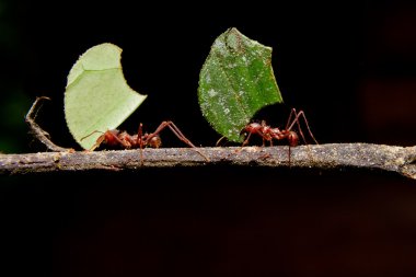 Leaf cutter ants, carrying leaf, black background. clipart