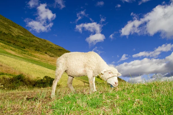 Ovce v krajině vysočiny s modrou oblohou — Stock fotografie