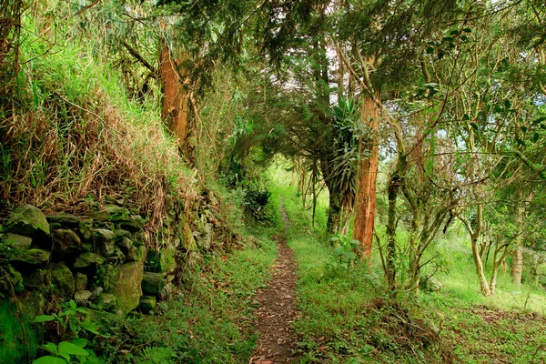 Caminho da floresta tropical com folhagem verde — Fotografia de Stock