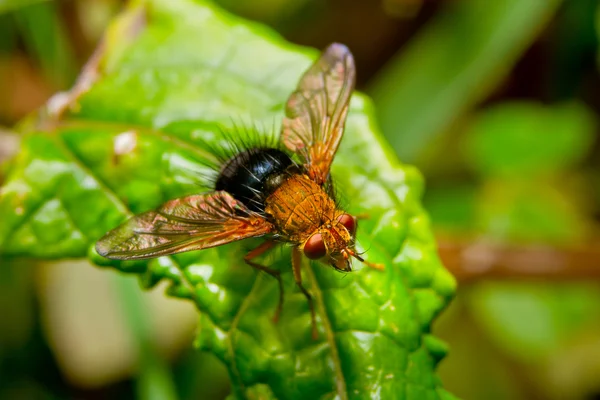 Mosca roja en una hoja en la selva tropical — Foto de Stock