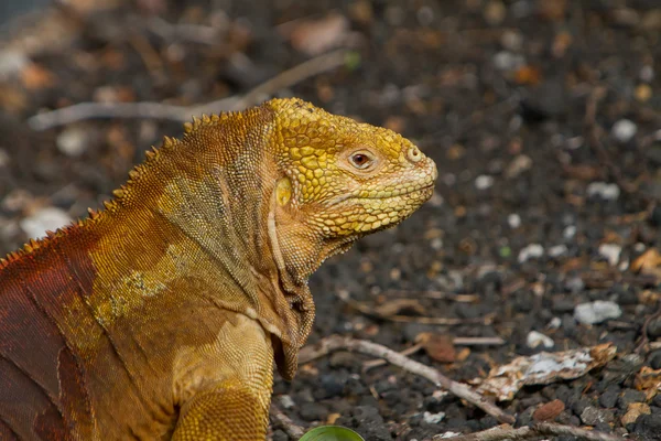 Iguana nas Ilhas Galápagos — Fotografia de Stock