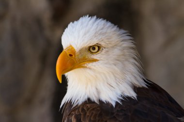 bald eagle portresi yan görünümü Kapa