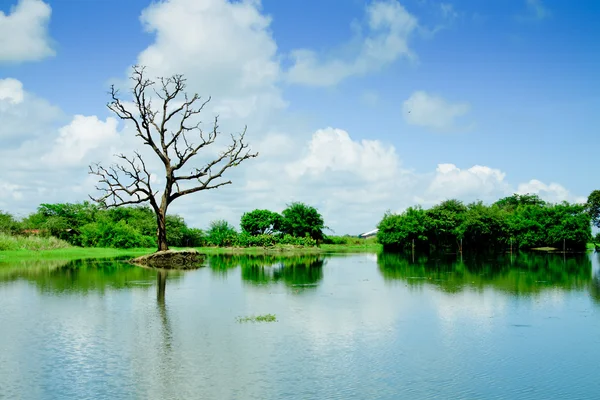 Zonas húmidas com reflexão de árvore e céu — Fotografia de Stock