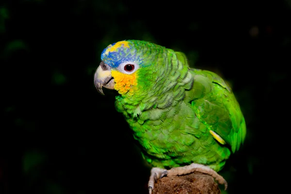 Papagaio-da-amazônia de frente azul no fundo preto — Fotografia de Stock